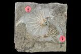 Two Fossil Crinoids (Eretmocrinus & Dichocrinus) - Gilmore City, Iowa #157220-1